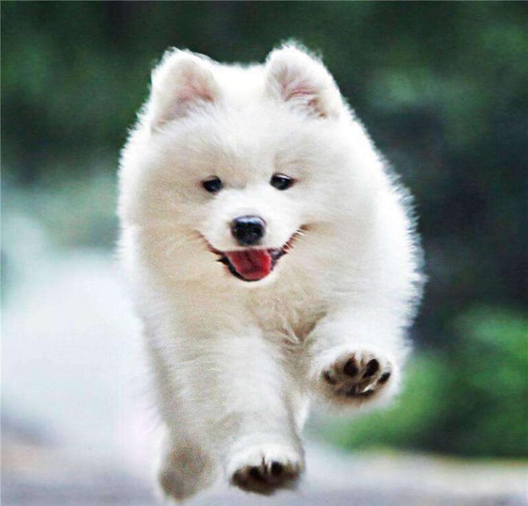 Diamond Painting Puppy Rennen voorbeeldafbeelding van het volledige ontwerp