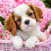 Diamond Painting Puppy tussen Bloemen voorbeeldafbeelding van het volledige ontwerp