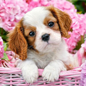 Diamond Painting Puppy tussen Bloemen voorbeeldafbeelding van het volledige ontwerp