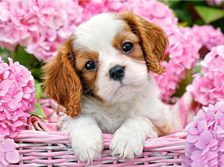 Diamond Painting Puppy tussen Bloemen voorbeeldafbeelding van het volledige ontwerp