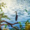 Diamond Painting Reiger aan het Meer voorbeeldafbeelding van het volledige ontwerp