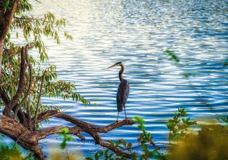 Diamond Painting Reiger aan het Meer voorbeeldafbeelding van het volledige ontwerp