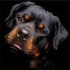 Diamond Painting Rottweiler voorbeeldafbeelding van het volledige ontwerp