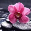 Diamond Painting Roze Bloem op Steen voorbeeldafbeelding van het volledige ontwerp
