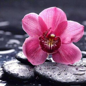 Diamond Painting Roze Bloem op Steen voorbeeldafbeelding van het volledige ontwerp
