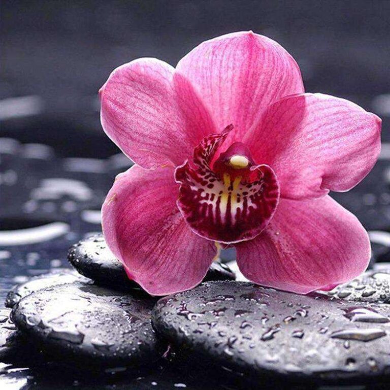 Diamond Painting Roze Bloem op Steen voorbeeldafbeelding van het volledige ontwerp