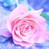 Diamond Painting Roze Roos voorbeeldafbeelding van het volledige ontwerp