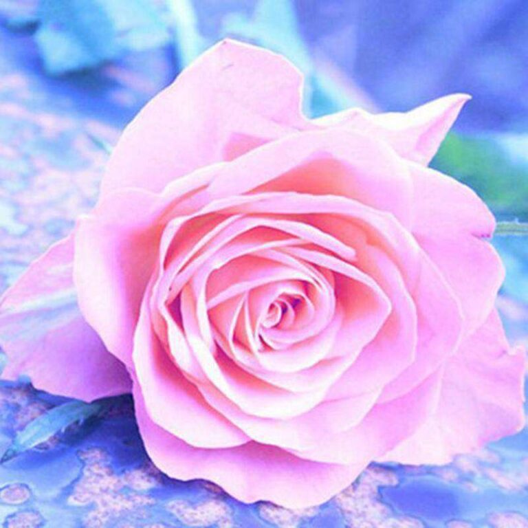 Diamond Painting Roze Roos voorbeeldafbeelding van het volledige ontwerp