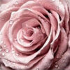 Diamond Painting - Roze roos met dauwdruppels voorbeeldafbeelding van het volledige ontwerp