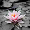 Diamond Painting Roze Water Lelie voorbeeldafbeelding van het volledige ontwerp