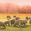 Diamond Painting Schapen In De Ochtendzon voorbeeldafbeelding van het volledige ontwerp