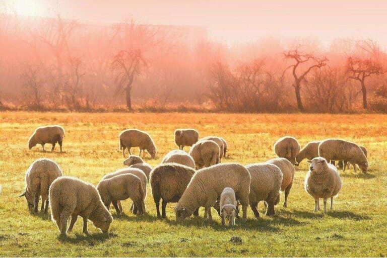 Diamond Painting Schapen In De Ochtendzon voorbeeldafbeelding van het volledige ontwerp