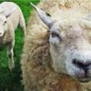 Diamond Painting Schapen Moeder Met Kleintje voorbeeldafbeelding van het volledige ontwerp