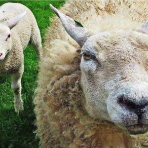 Diamond Painting Schapen Moeder Met Kleintje voorbeeldafbeelding van het volledige ontwerp