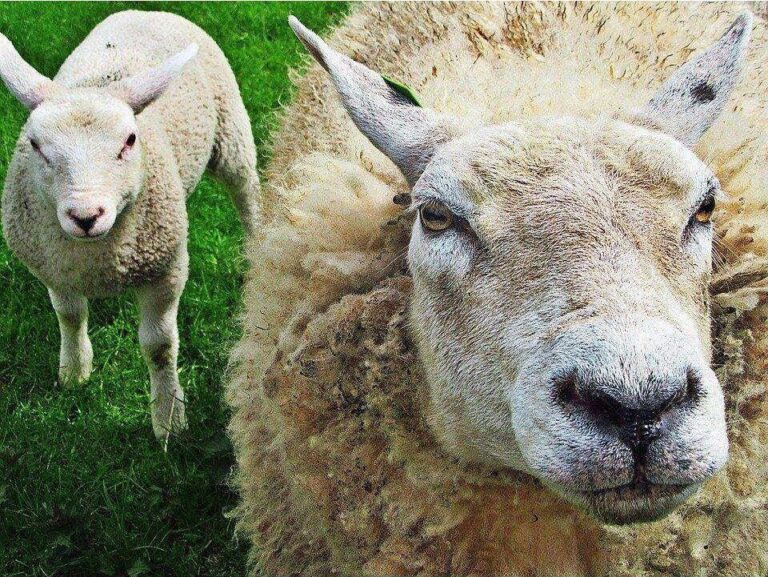 Diamond Painting Schapen Moeder Met Kleintje voorbeeldafbeelding van het volledige ontwerp