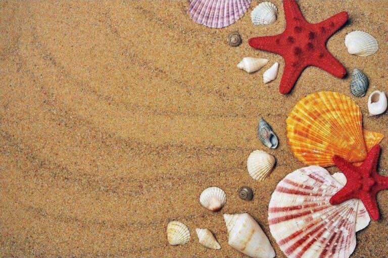 Diamond Painting Schelpen In Het Zand voorbeeldafbeelding van het volledige ontwerp