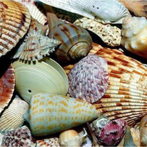 Diamond Painting Schelpen Op Het Strand voorbeeldafbeelding van het volledige ontwerp