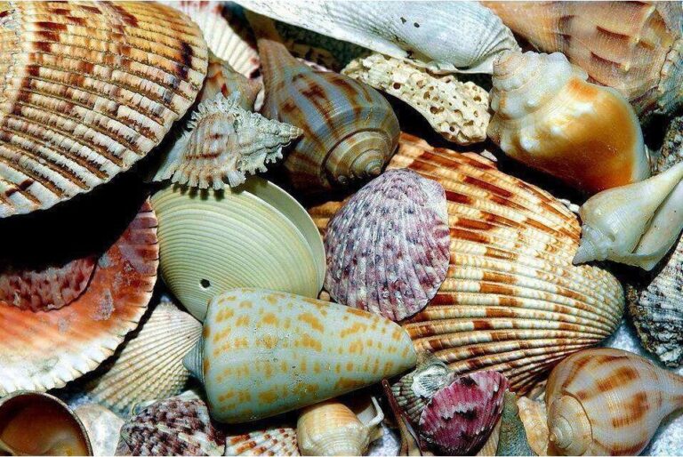 Diamond Painting Schelpen Op Het Strand voorbeeldafbeelding van het volledige ontwerp