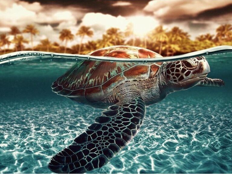 Diamond Painting Schildpad voorbeeldafbeelding van het volledige ontwerp