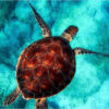 Diamond Painting Schildpad Blauw Water voorbeeldafbeelding van het volledige ontwerp