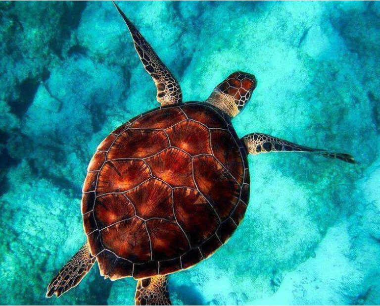 Diamond Painting Schildpad Blauw Water voorbeeldafbeelding van het volledige ontwerp