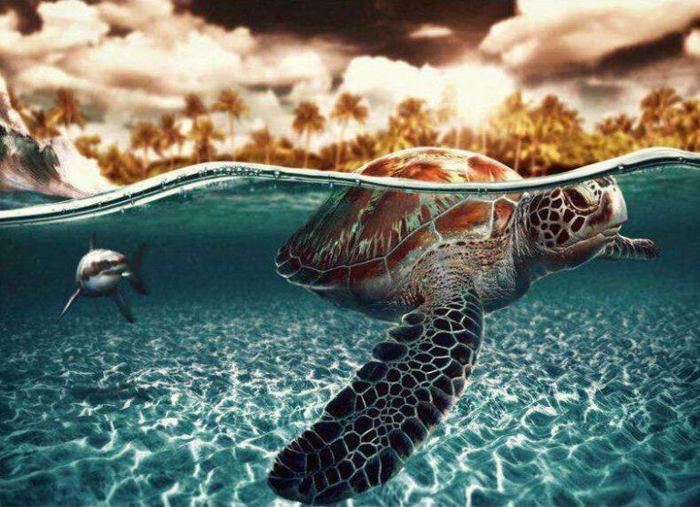 Diamond Painting Schildpad In Het Water voorbeeldafbeelding van het volledige ontwerp