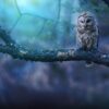 Diamond Painting Sneeuwuil In Het Bos voorbeeldafbeelding van het volledige ontwerp