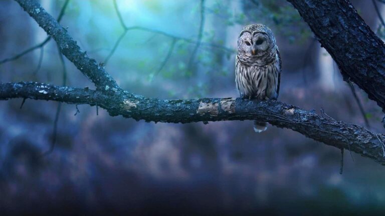 Diamond Painting Sneeuwuil In Het Bos voorbeeldafbeelding van het volledige ontwerp
