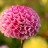 Diamond Painting Speciale Roze Bloem voorbeeldafbeelding van het volledige ontwerp