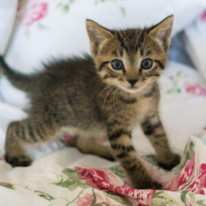 Diamond Painting Spelende Kitten voorbeeldafbeelding van het volledige ontwerp
