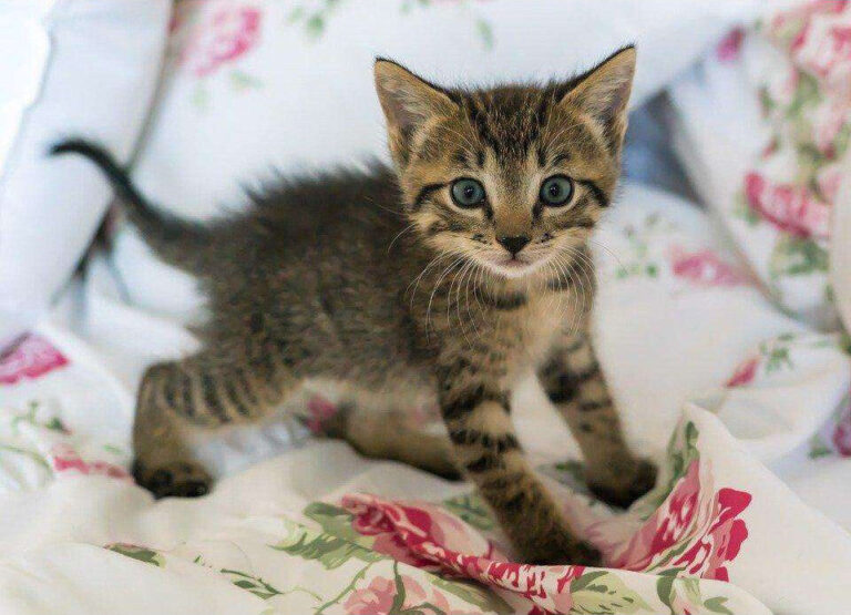Diamond Painting Spelende Kitten voorbeeldafbeelding van het volledige ontwerp