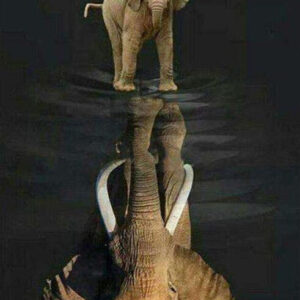 Diamond Painting Spiegelbeeld Van Olifant voorbeeldafbeelding van het volledige ontwerp
