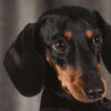 Diamond Painting Teckel Puppy Ogen voorbeeldafbeelding van het volledige ontwerp