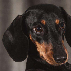 Diamond Painting Teckel Puppy Ogen voorbeeldafbeelding van het volledige ontwerp