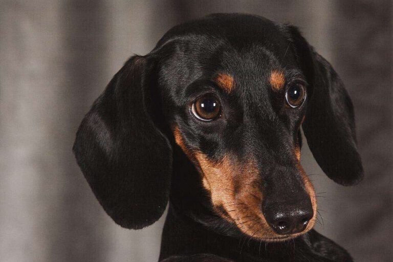 Diamond Painting Teckel Puppy Ogen voorbeeldafbeelding van het volledige ontwerp