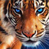 Diamond Painting Tijger Blauwe Ogen voorbeeldafbeelding van het volledige ontwerp