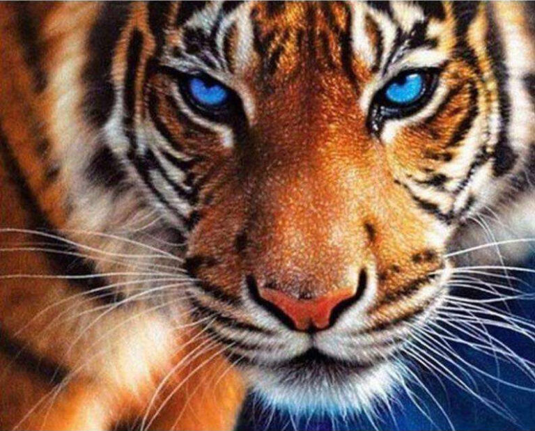 Diamond Painting Tijger Blauwe Ogen voorbeeldafbeelding van het volledige ontwerp