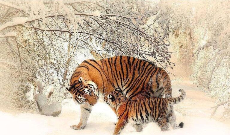 Diamond Painting Tijger En Welp voorbeeldafbeelding van het volledige ontwerp