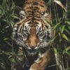 Diamond Painting Tijger In Het Hoge Gras voorbeeldafbeelding van het volledige ontwerp