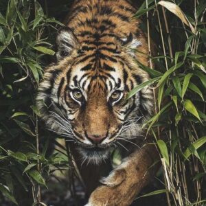 Diamond Painting Tijger In Het Hoge Gras voorbeeldafbeelding van het volledige ontwerp