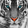 Diamond Painting Tijger Kop Blauwe Ogen voorbeeldafbeelding van het volledige ontwerp