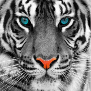 Diamond Painting Tijger Kop Blauwe Ogen voorbeeldafbeelding van het volledige ontwerp