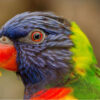 Diamond Painting Tropische Vogel voorbeeldafbeelding van het volledige ontwerp