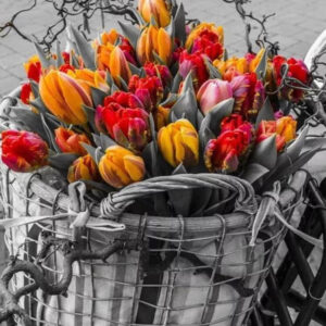 Diamond Painting Tulpen In Mand voorbeeldafbeelding van het volledige ontwerp