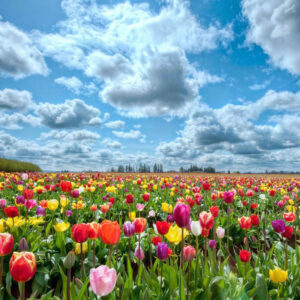 Diamond Painting Tulpen Veld voorbeeldafbeelding van het volledige ontwerp