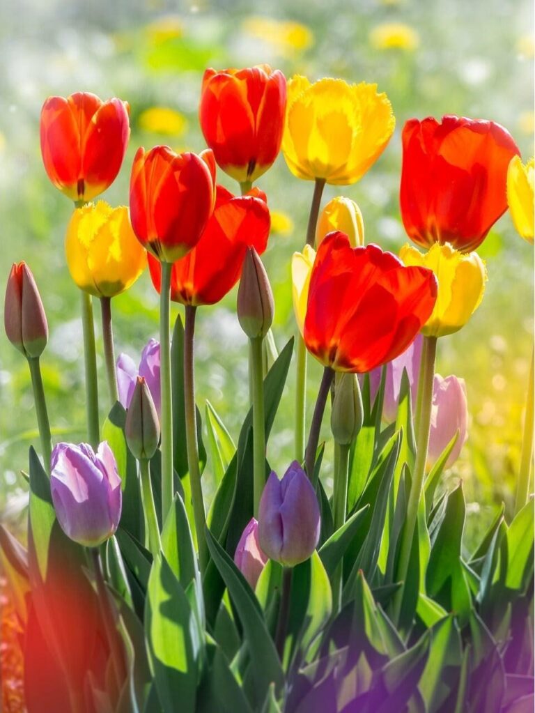Diamond Painting Tulpen in de Zon voorbeeldafbeelding van het volledige ontwerp