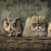 Diamond Painting Uil En Katten voorbeeldafbeelding van het volledige ontwerp