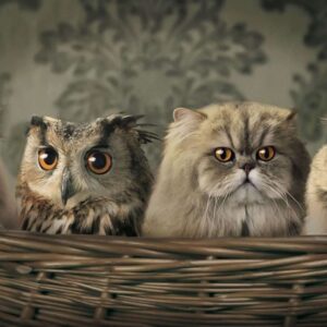 Diamond Painting Uil En Katten voorbeeldafbeelding van het volledige ontwerp