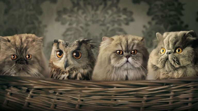 Diamond Painting Uil En Katten voorbeeldafbeelding van het volledige ontwerp