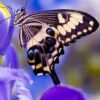 Diamond Painting Vlinder Bloem voorbeeldafbeelding van het volledige ontwerp